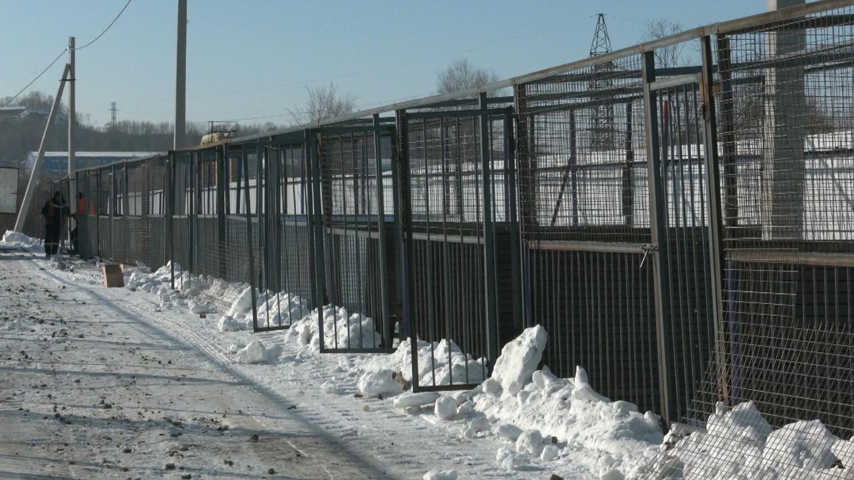 В Хабаровске строят приют для собак | Телеканал 