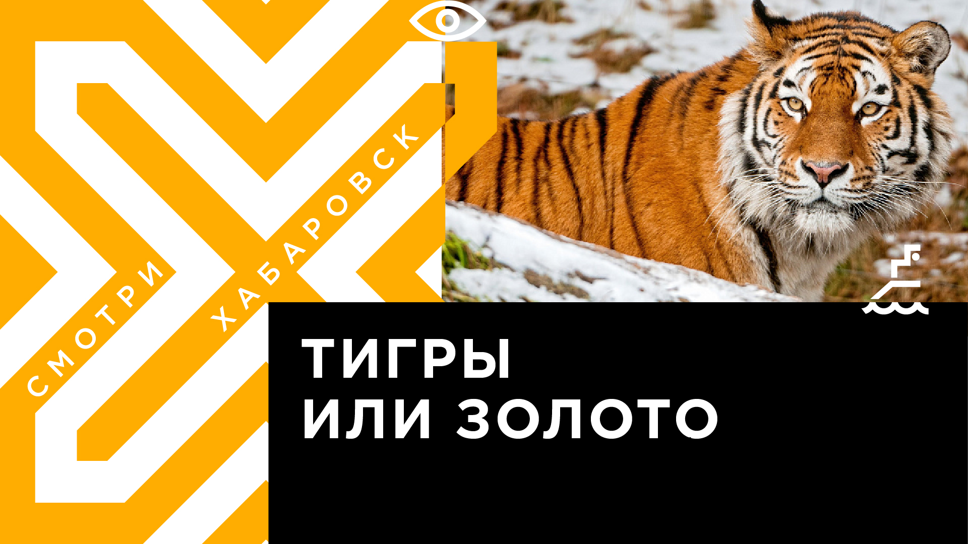 Золотодобытчики в Хабаровском крае угрожают существованию амурских тигров |  Телеканал 