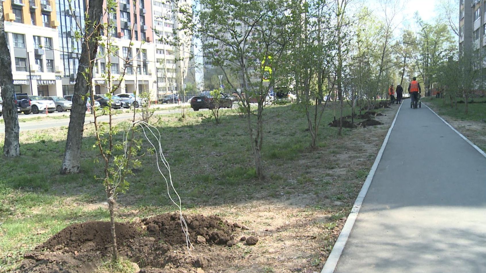 Грушевая аллея памяти героев СВО появилась в Хабаровске | 03.05.2024 |  Хабаровск - БезФормата